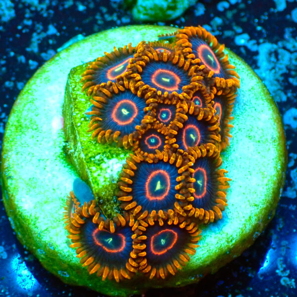 TC Zoanthus Red Hornets