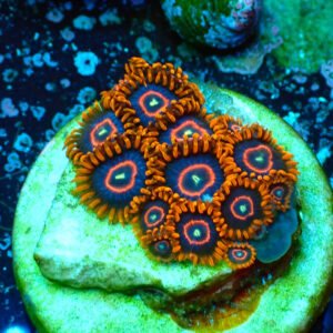 TC Zoanthus Red Hornets