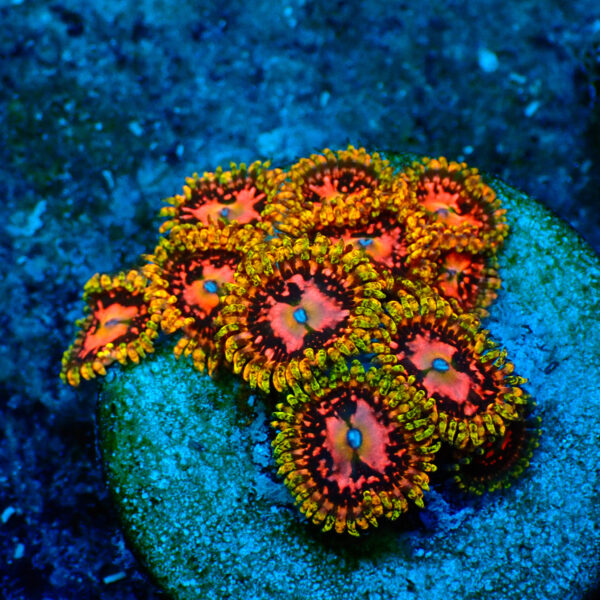 TC Zoanthus Space Chaos