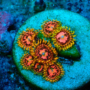 TC Zoanthus Space Chaos