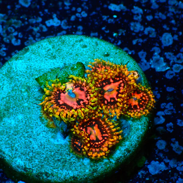 TC Zoanthus Space Chaos