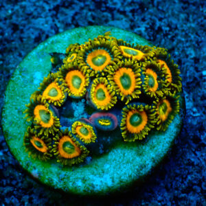 TC Zoanthus Scrambled Eggs