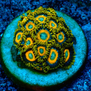 TC Zoanthus Scrambled Eggs