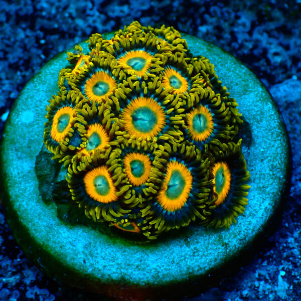 TC Zoanthus Scrambled Eggs