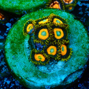 TC Zoanthus Scrambled Eggs