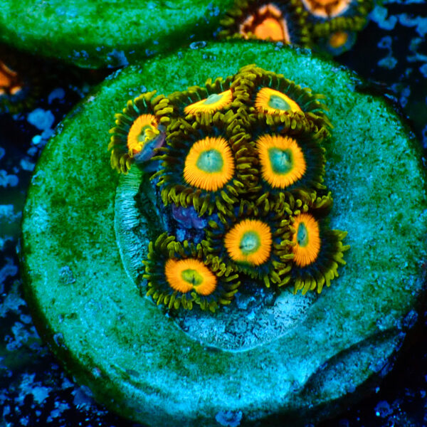 TC Zoanthus Scrambled Eggs