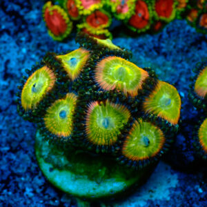 TC Zoanthus Candy Apple Rainbow