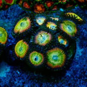 TC vZoanthus Candy Apple Rainbow mini colonia