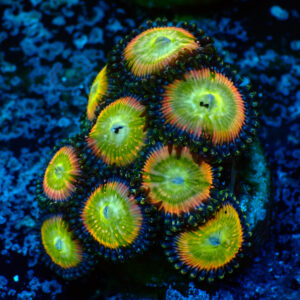 TC Zoanthus Candy Apple Rainbow