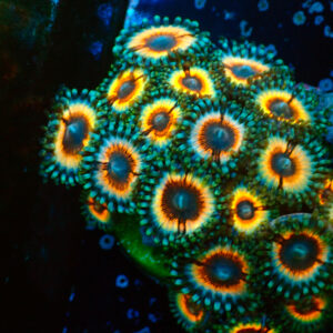TC Zoanthus Vampire in Drag Colonia