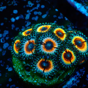 TC Zoanthus Vampire in Drag