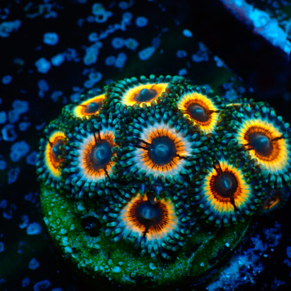 TC Zoanthus Vampire in Drag