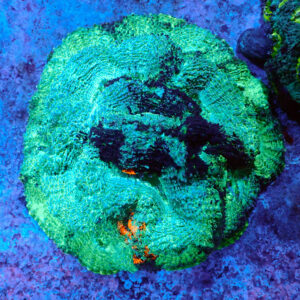 TC Acanthastrea echinata War Paint colonia
