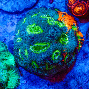 TC Acanthastrea echinata Multicolor colonia