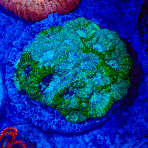 TC Acanthastrea echinata Blue Tropic colonia