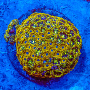 TC Zoanthus Speckled y Golden Hornets Mix Colonia XXL
