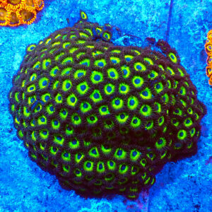 TC Zoanthus Mean Green colonia XXL