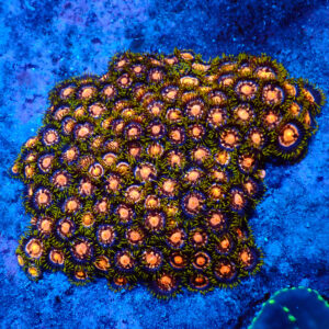 TC Zoanthus 4 Elements colonia XXL