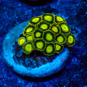 TC Zoanthus Sun Drops