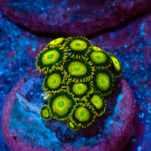 TC Zoanthus Sun Drops