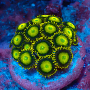 TC Zoanthus Sun Drops
