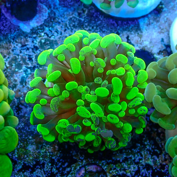 TC Euphyllia parancora Blotchy - Imagen 2