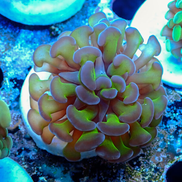 TC Euphyllia parancora Bicolor - Imagen 2