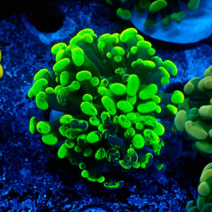 TC Euphyllia parancora Blotchy