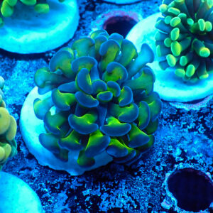 TC Euphyllia parancora Bicolor
