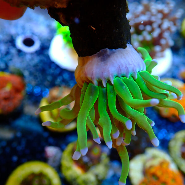 TC Euphyllia glabrecens Holy Grail - Imagen 3