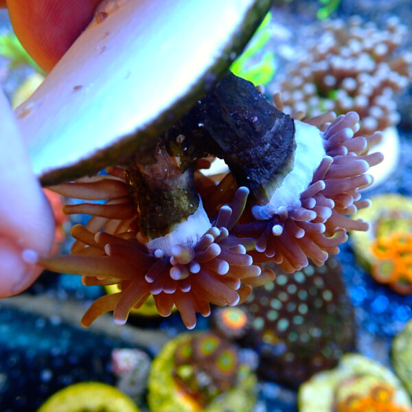 TC Euphyllia glabrecens Indo Gold 2 cabezas - Imagen 3