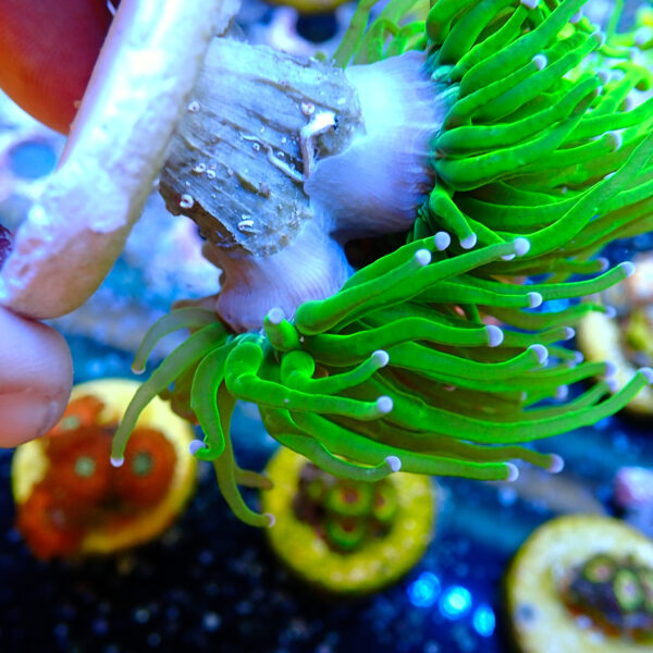 TC Euphyllia glabrecens Toxic Green 2 cabezas - Imagen 3