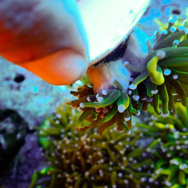 TC Euphyllia glabrecens Rapunzel - Imagen 3