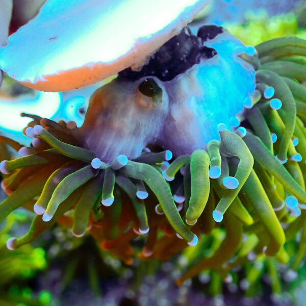 TC Euphyllia glabrecens Rapunzel doble cabeza - Imagen 3