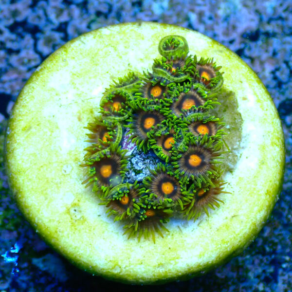 TC Zoanthus Blow Pop - Imagen 2