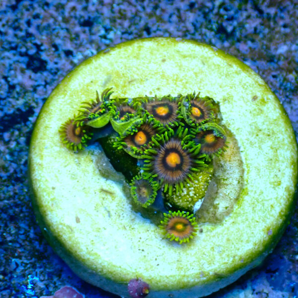 TC Zoanthus Blow Pop - Imagen 2