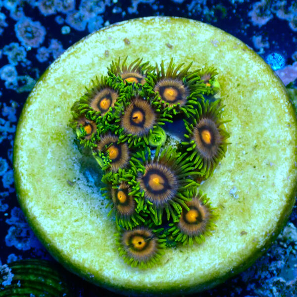 TC Zoanthus Blow Pop - Imagen 2