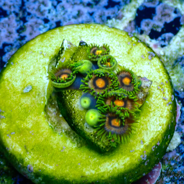 TC Zoanthus Blow Pop - Imagen 2