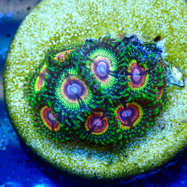 TC Zoanthus Rainbow Eclipse mini colonia - Imagen 2