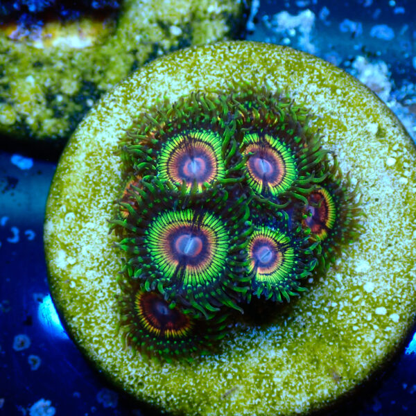 TC Zoanthus Rainbow Eclipse mini colonia - Imagen 2