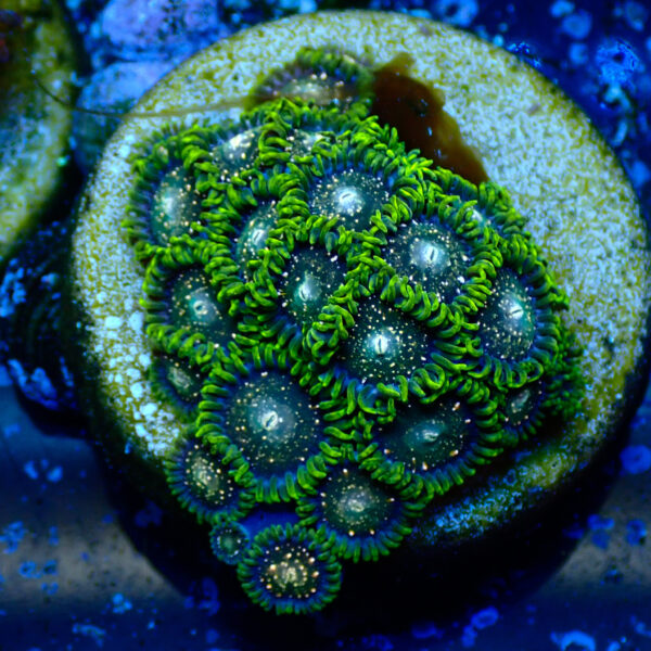 TC Zoanthus Blackberry Voodoo - Imagen 2