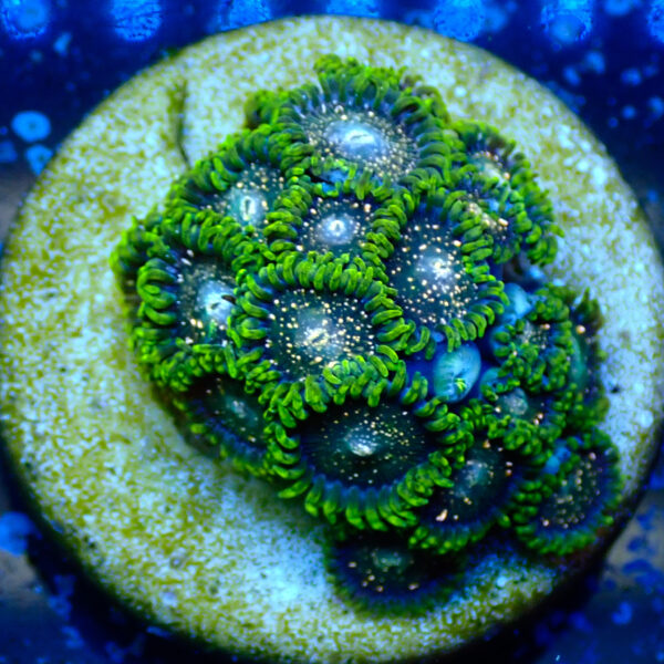TC Zoanthus Blackberry Voodoo - Imagen 2