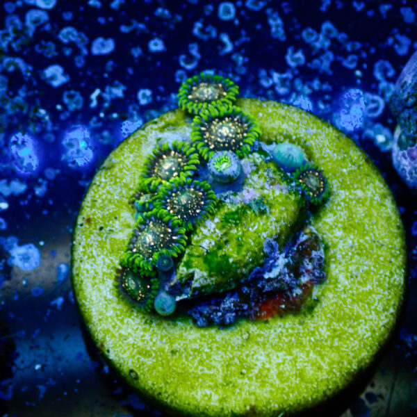 TC Zoanthus Blackberry Voodoo - Imagen 2