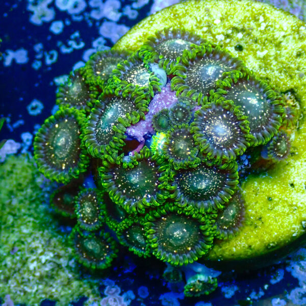 TC Zoanthus Blackberry Voodoo - Imagen 2