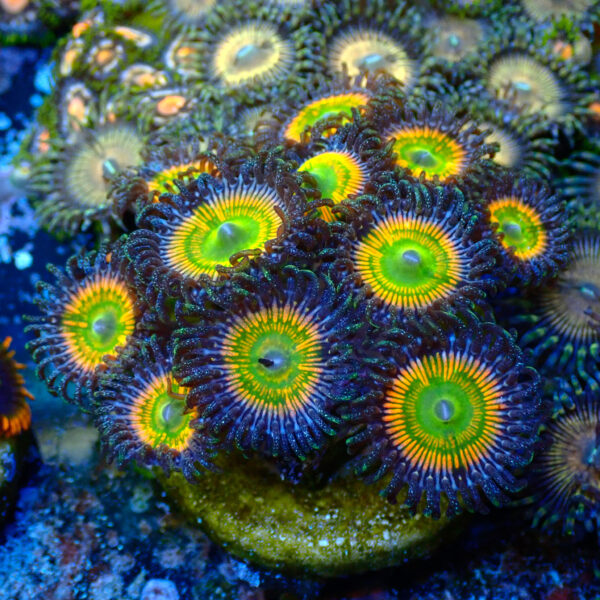TC Zoanthus Sunny Delight - Imagen 2
