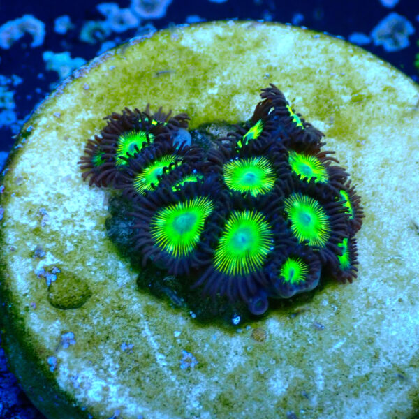 TC Zoanthus Incredible Hulk - Imagen 2
