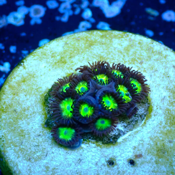 TC Zoanthus Incredible Hulk - Imagen 2