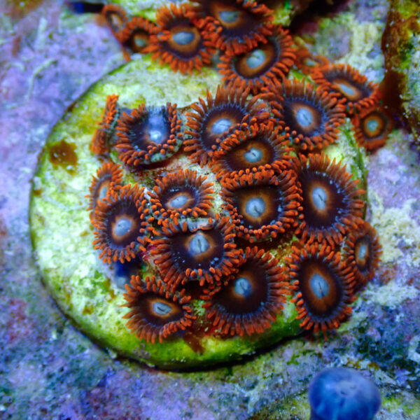TC Zoanthus Tequila Sunrise - Imagen 2