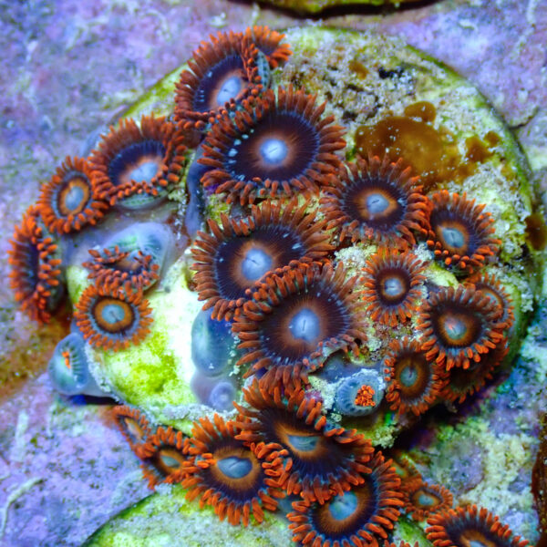 TC Zoanthus Tequila Sunrise - Imagen 2