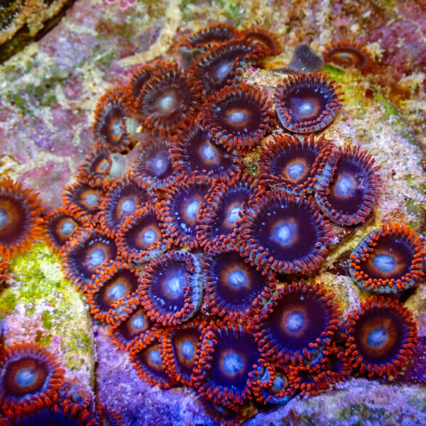 TC Zoanthus Tequila Sunrise - Imagen 2